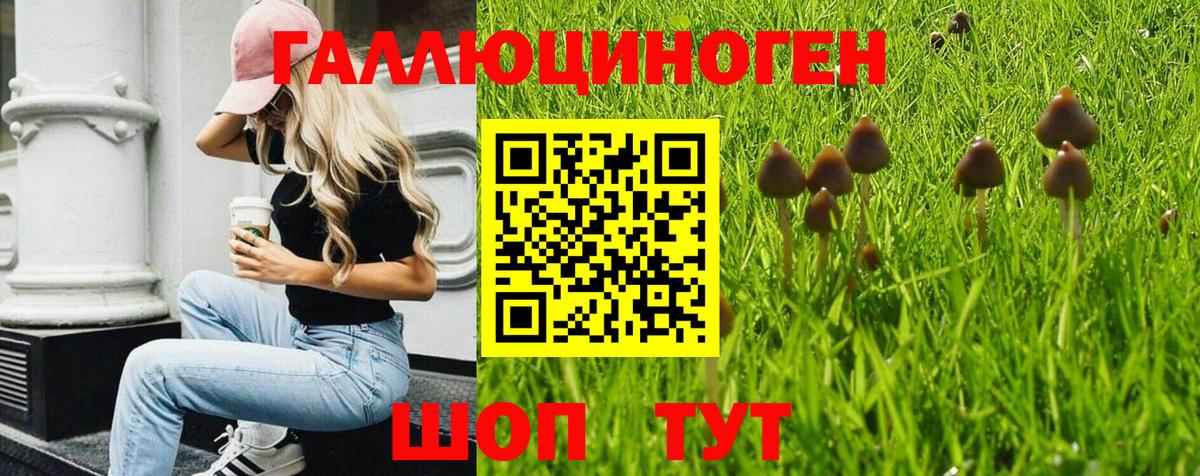 Псилоцибиновые грибы Cubensis Барнаул